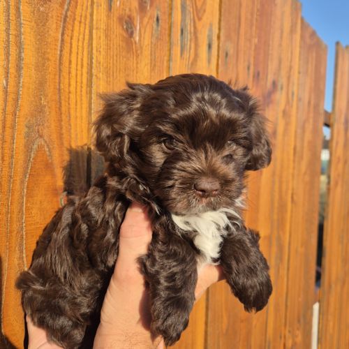 Yorkshire chocolat #1