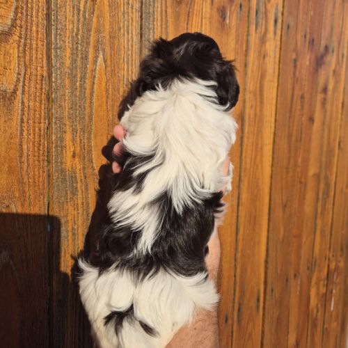 Yorkshire chocolat #2