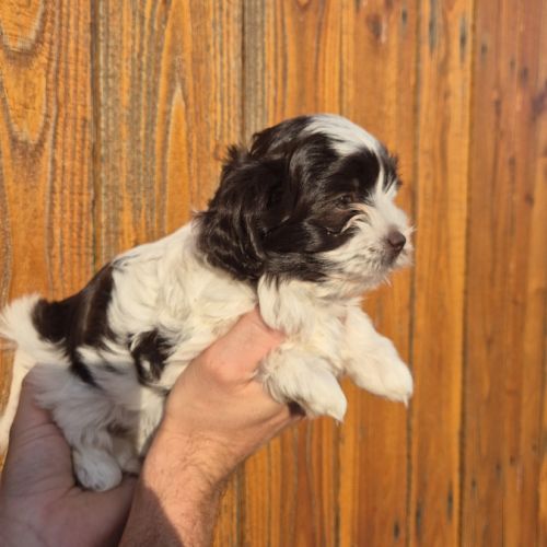 Yorkshire chocolat #3