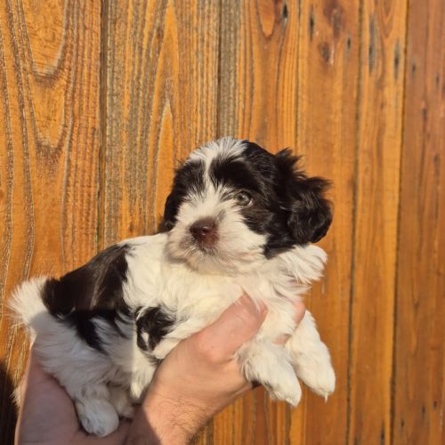 Yorkshire chocolat #5