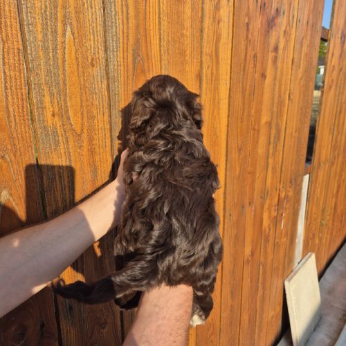 Yorkshire chocolat #6