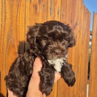 Yorkshire chocolat #1