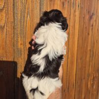 Yorkshire chocolat #2