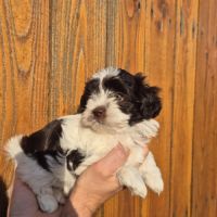 Yorkshire chocolat #5