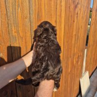 Yorkshire chocolat #6