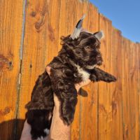 Yorkshire chocolat #7