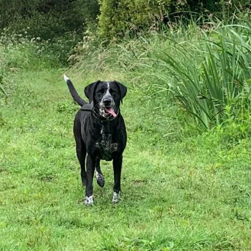 Chienne - croisée braque allemand #0