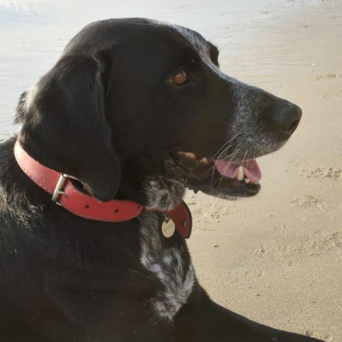 Chienne - croisée braque allemand #2