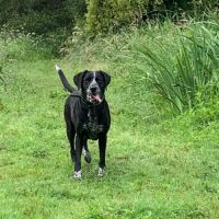 Chienne - croisée braque allemand