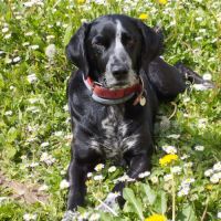 Chienne - croisée braque allemand #3