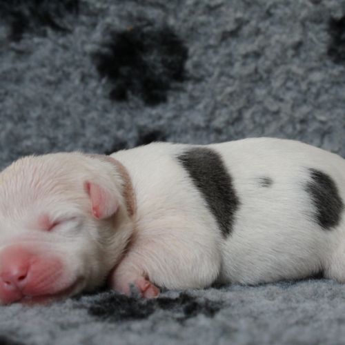 Chiots american staff amstaff lof