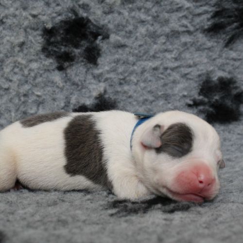 Chiots american staff amstaff lof #2