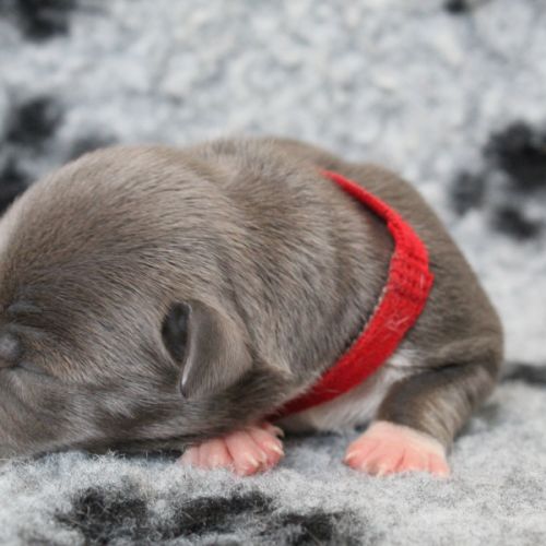 Chiots american staff amstaff lof #3