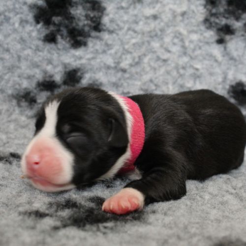 Chiots american staff amstaff lof #4