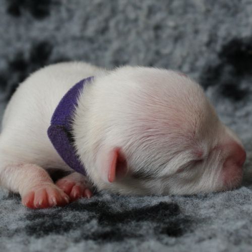 Chiots american staff amstaff lof #5