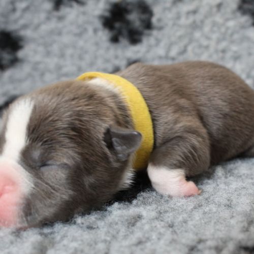 Chiots american staff amstaff lof #6