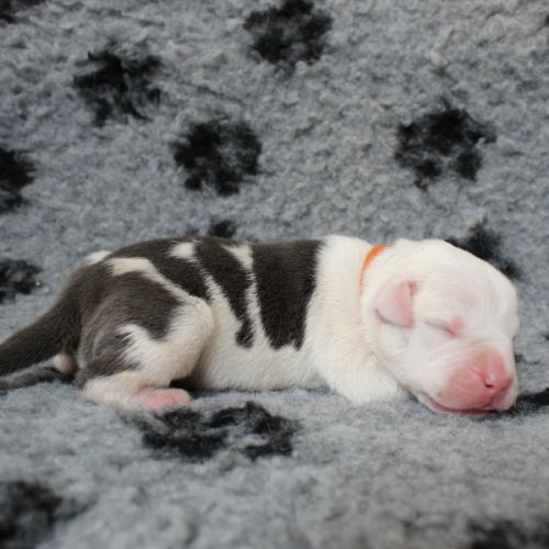 Chiots american staff amstaff lof #7