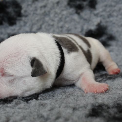 Chiots american staff amstaff lof #9