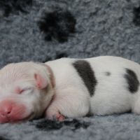 Chiots american staff amstaff lof #0