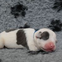 Chiots american staff amstaff lof #2