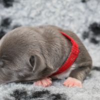 Chiots american staff amstaff lof #3