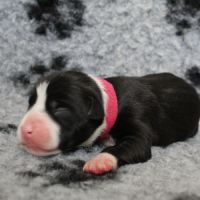 Chiots american staff amstaff lof #4