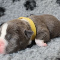 Chiots american staff amstaff lof #6