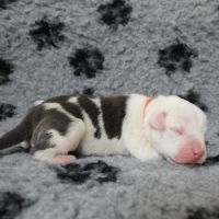 Chiots american staff amstaff lof #7