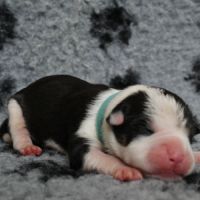 Chiots american staff amstaff lof #8