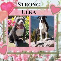 Chiots american staff amstaff lof #10