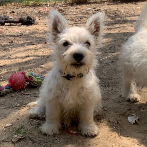 Chiots mâles westie