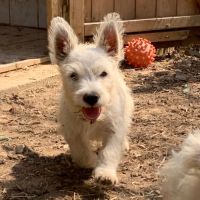 Chiots mâles westie #1