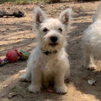 Chiots mâles westie #0