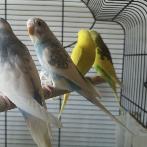 Perruches ondulées de 2025 #0