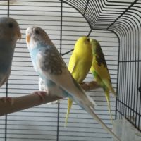 Perruches ondulées de 2025 #2