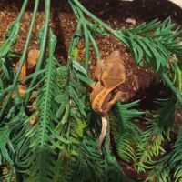 Plusieurs geckos à crêtes juvéniles
