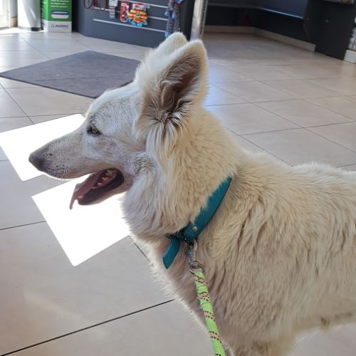 Chiots berger blanc suisse #1