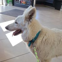 Chiots berger blanc suisse #1