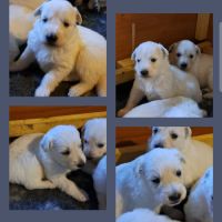 Chiots berger blanc suisse #0