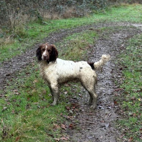 Jeune springer pour chasse / compagnie #0