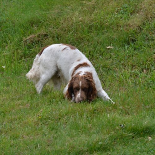 Jeune springer pour chasse / compagnie #2