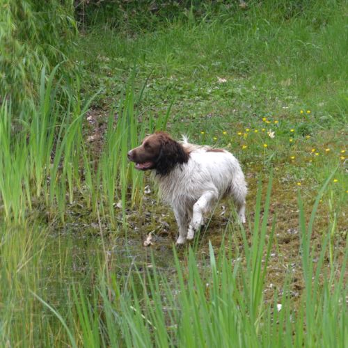 Jeune springer pour chasse / compagnie #4