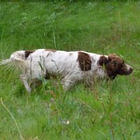 Jeune springer pour chasse / compagnie #3