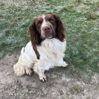 Jeune springer pour chasse / compagnie #5