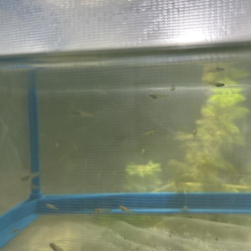 Don d’alevins guppy #3