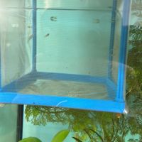 Don d’alevins guppy #0