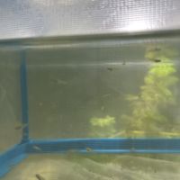 Don d’alevins guppy #3
