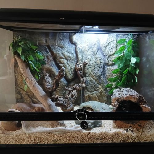 Terrarium exoterra + meuble & accessoires + 2 serp #1