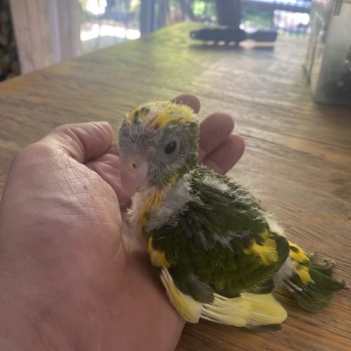 Kakariki perruche de sparrman #2