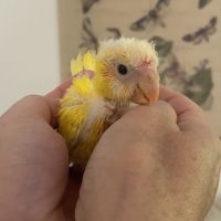 Kakariki perruche de sparrman